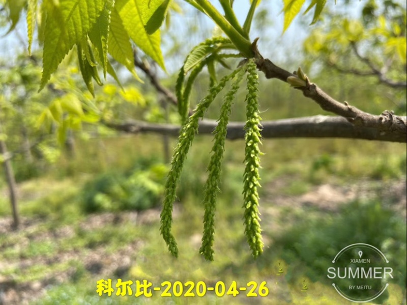 碧根果苗各种规格齐全