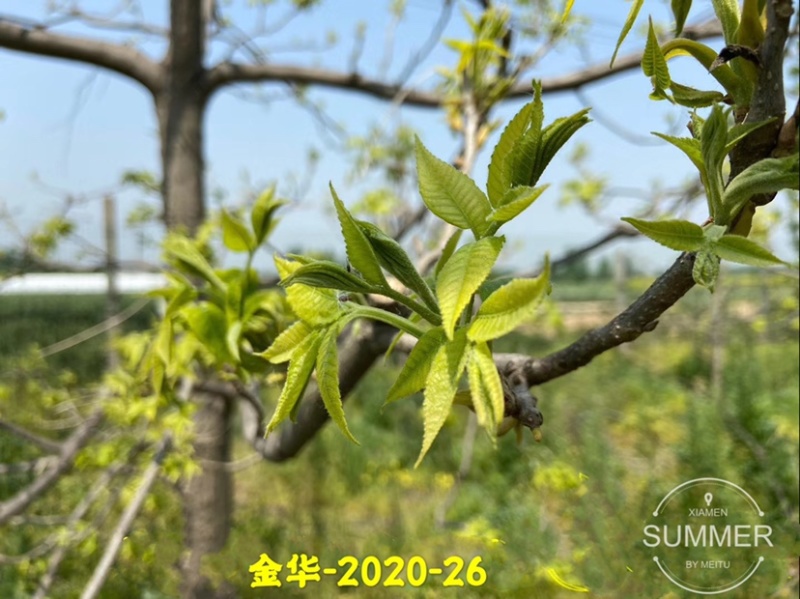 碧根果苗各种规格齐全
