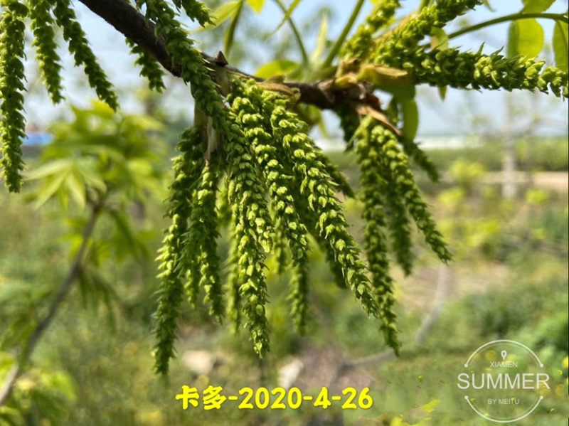 碧根果苗各种规格齐全