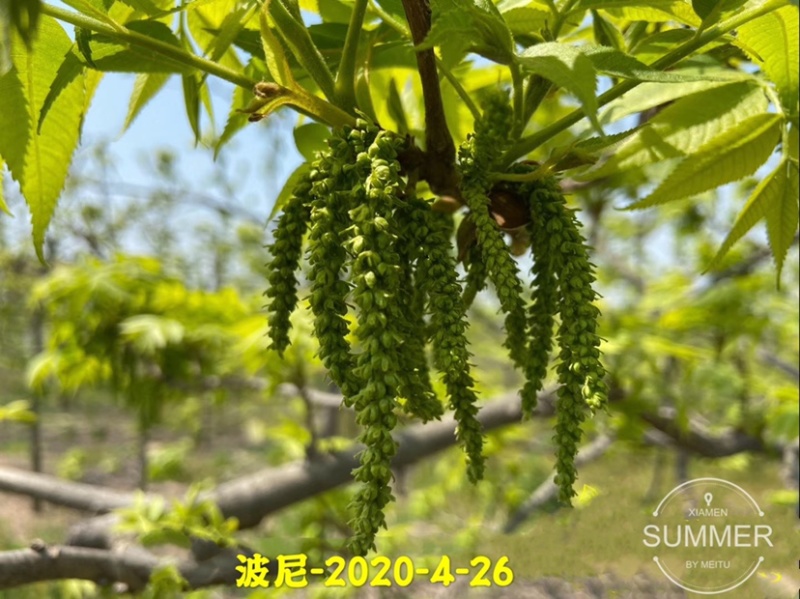 碧根果苗各种规格齐全