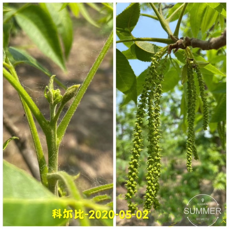 碧根果苗各种规格齐全