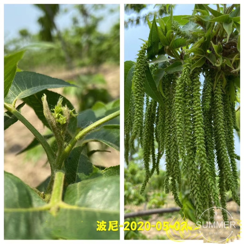 碧根果苗各种规格齐全