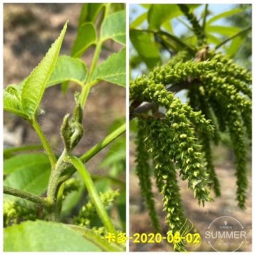 碧根果苗各种规格齐全