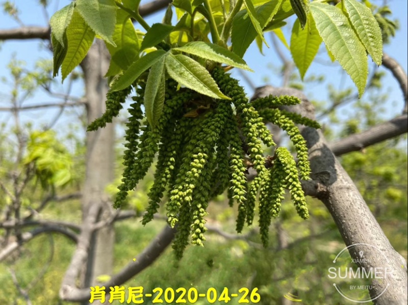 碧根果苗各种规格齐全