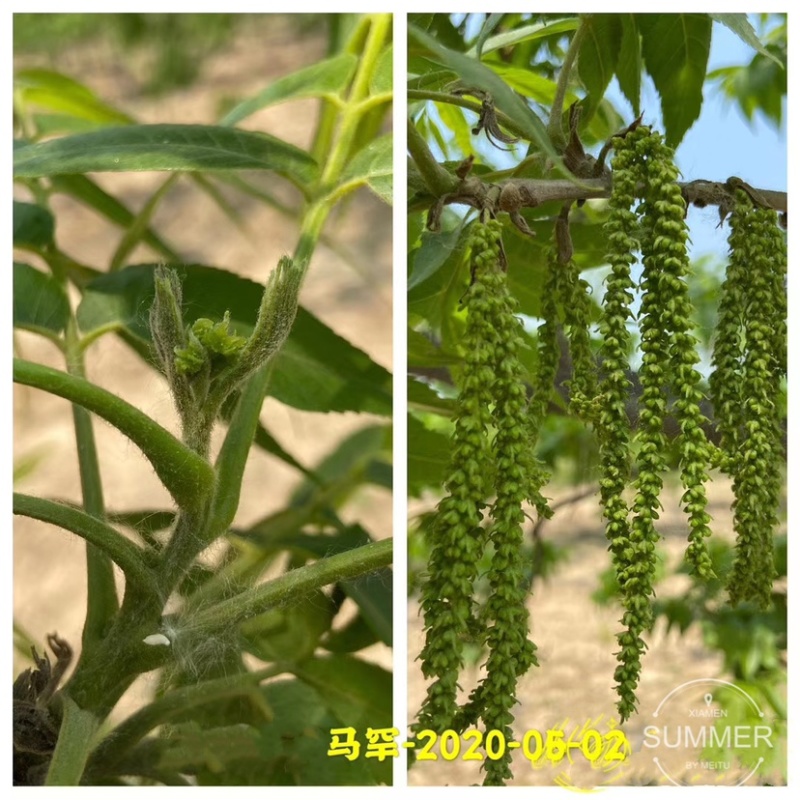 碧根果苗各种规格齐全