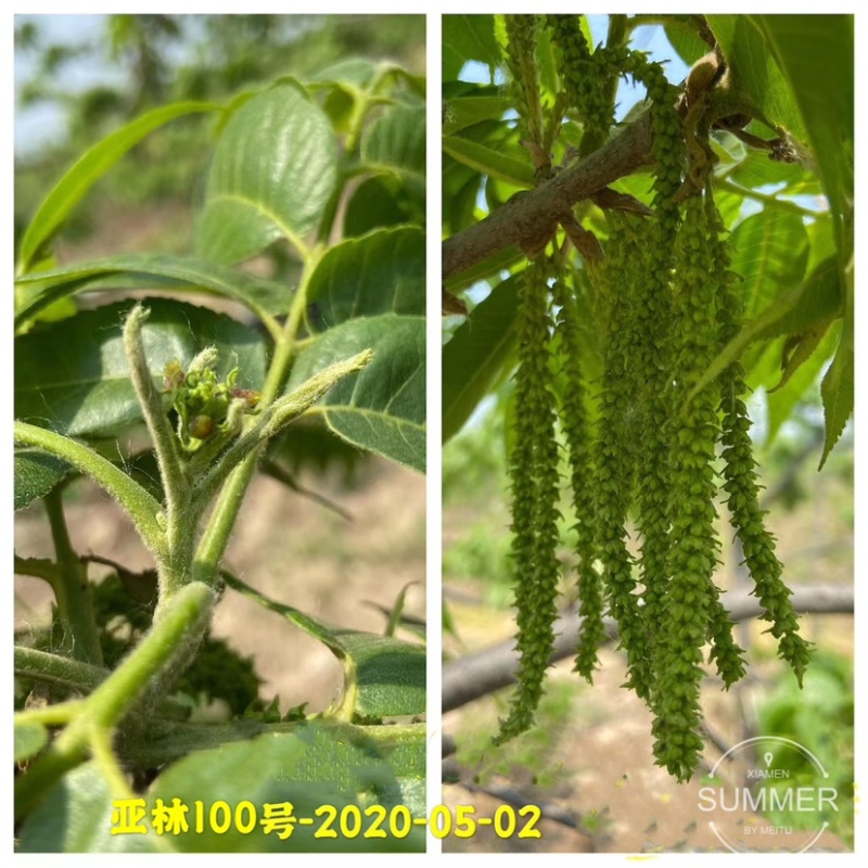 碧根果苗各种规格齐全