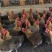 鸡场直销清远麻鸡！均重3天数135价格9