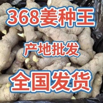山东优质368高产姜种王，山东一号姜种。