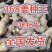 山东优质368高产姜种王，山东一号姜种。