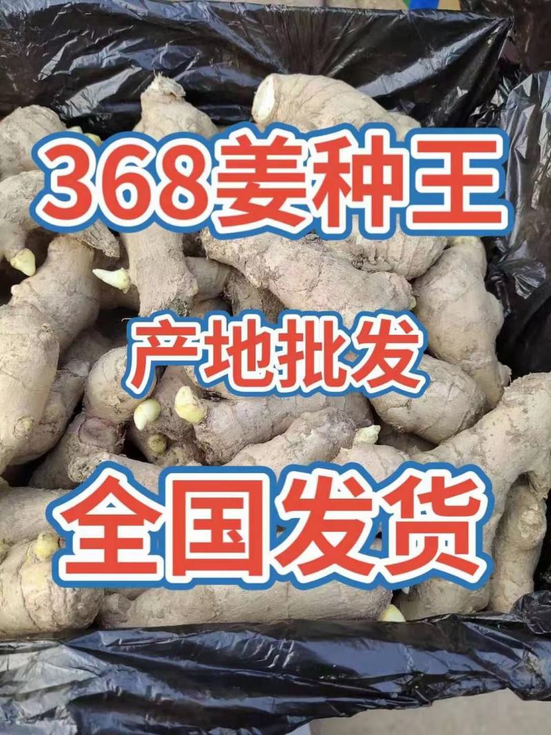 山东优质368高产姜种王，山东一号姜种。