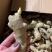 山东优质368高产姜种王，山东一号姜种。