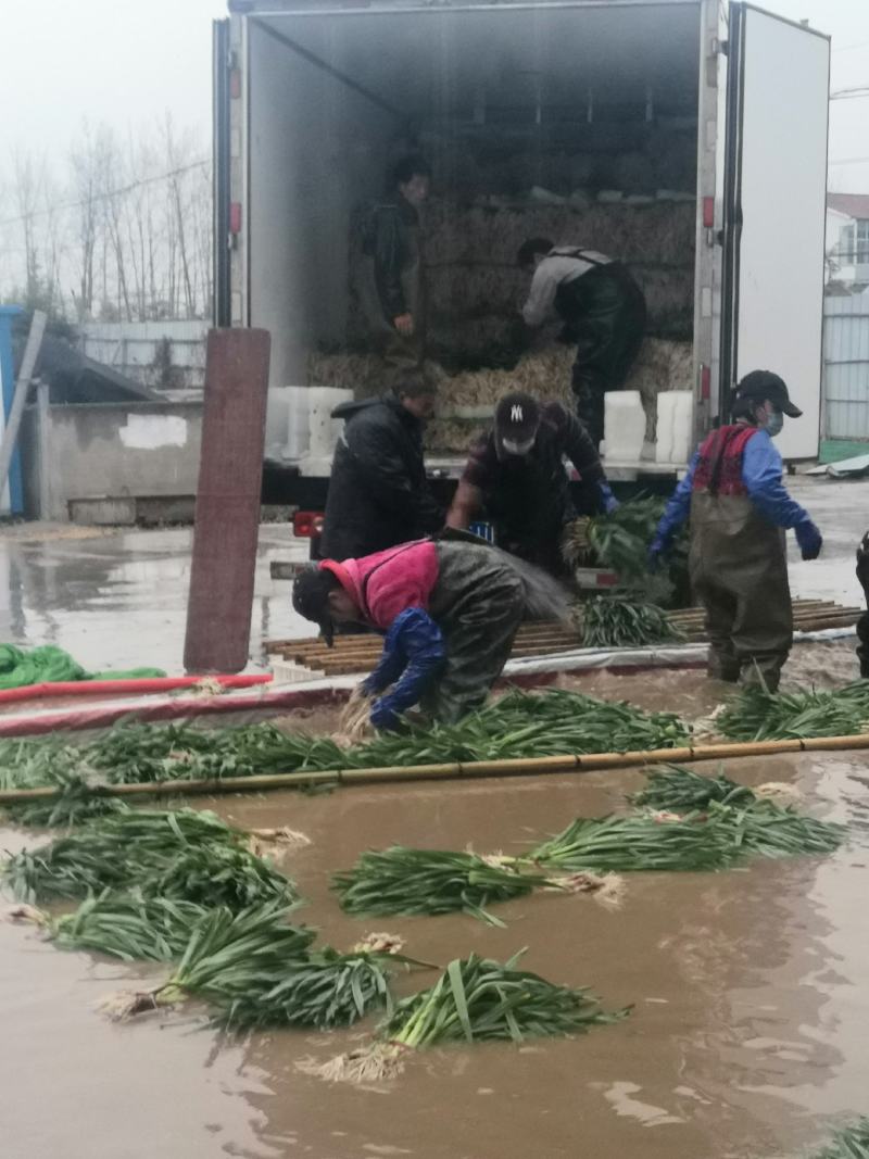 万亩蒜苗基地，大量有货，欢迎前来考察采购