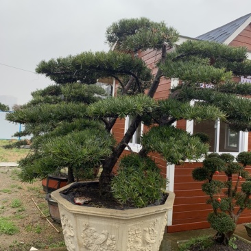 罗汉松景观树，红继木桩子，小型刺冬青，其中的一个角落。