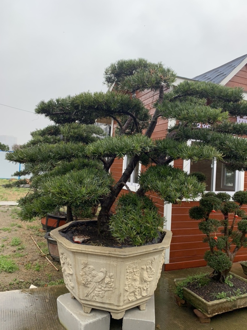 罗汉松景观树，红继木桩子，小型刺冬青，其中的一个角落。