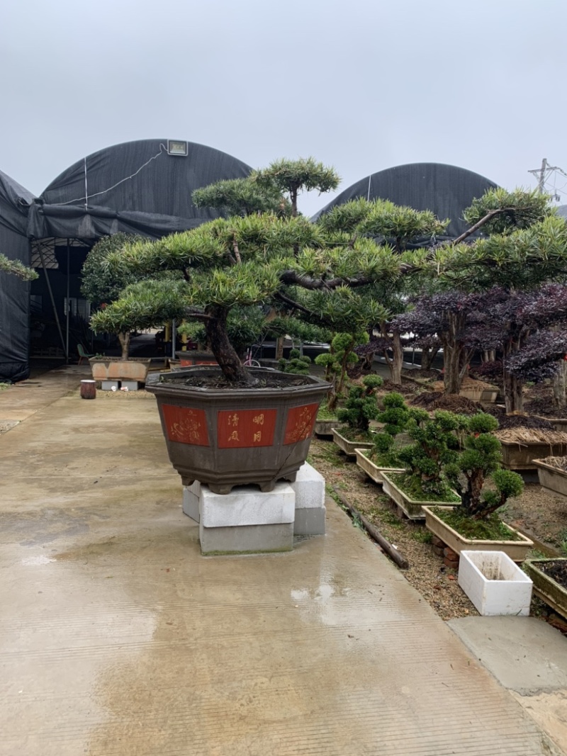 罗汉松景观树，红继木桩子，小型刺冬青，其中的一个角落。