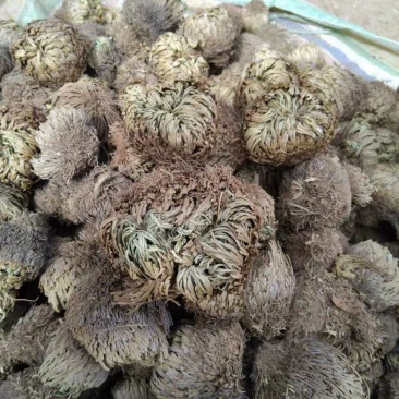 卷柏(野生有100吨货源)