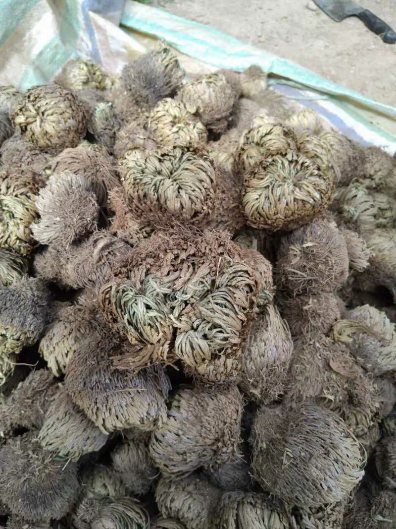 卷柏(野生有100吨货源)