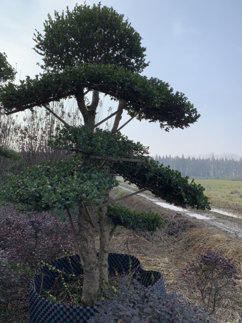 罗汉松景观树，红继木桩子，小型刺冬青，其中的一个角落。