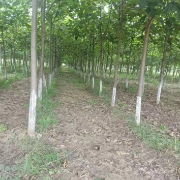 泡桐出售4000亩泡桐基地，欢迎新老顾客前来选购，大量出