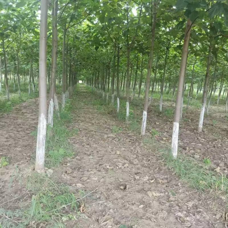 泡桐出售4000亩泡桐基地，欢迎新老顾客前来选购，大量出