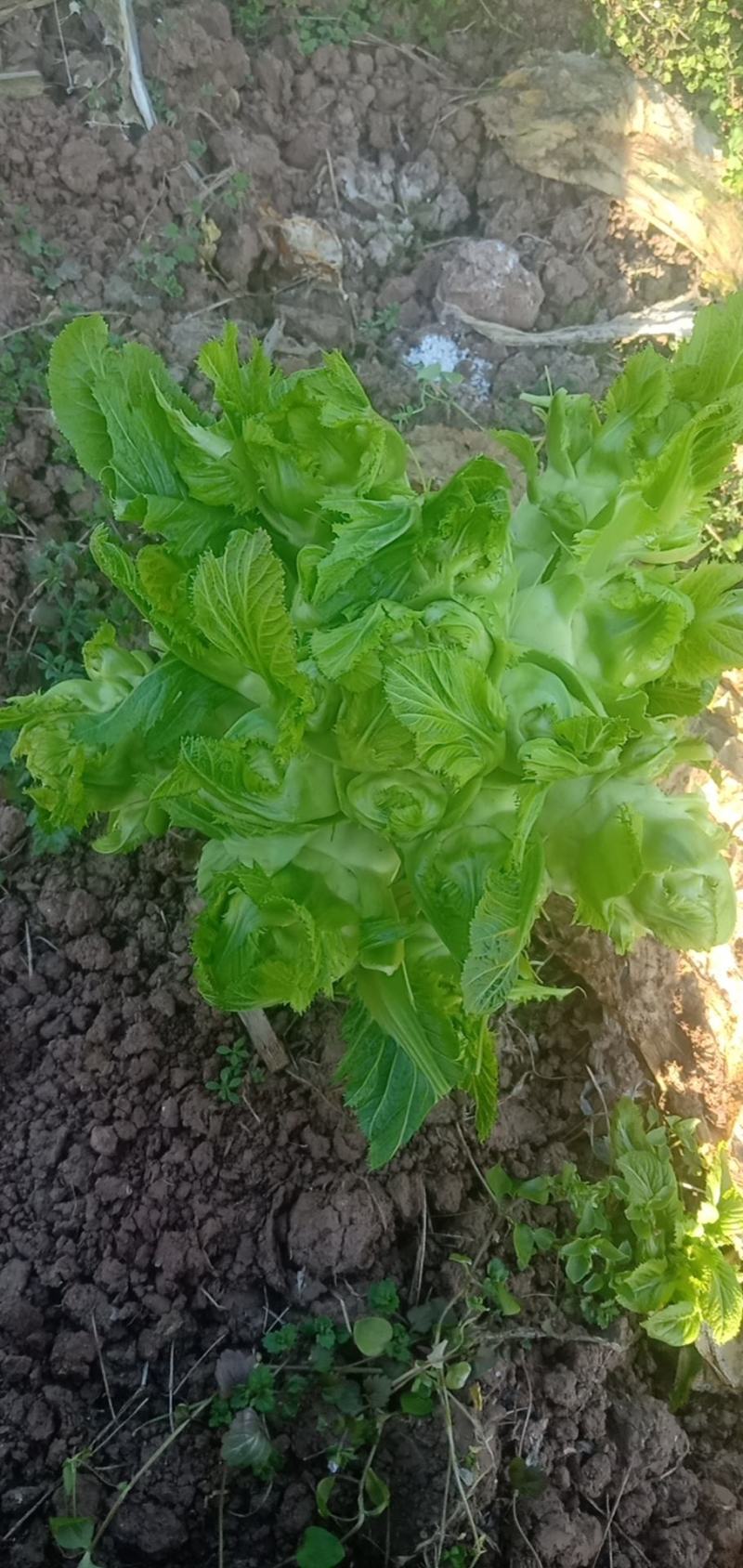 头刀儿菜基地40亩直供
