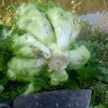 头刀儿菜基地40亩直供