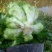 头刀儿菜基地40亩直供