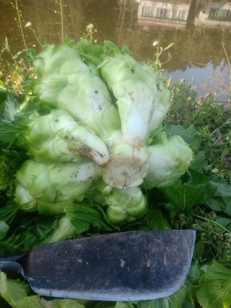 头刀儿菜基地40亩直供