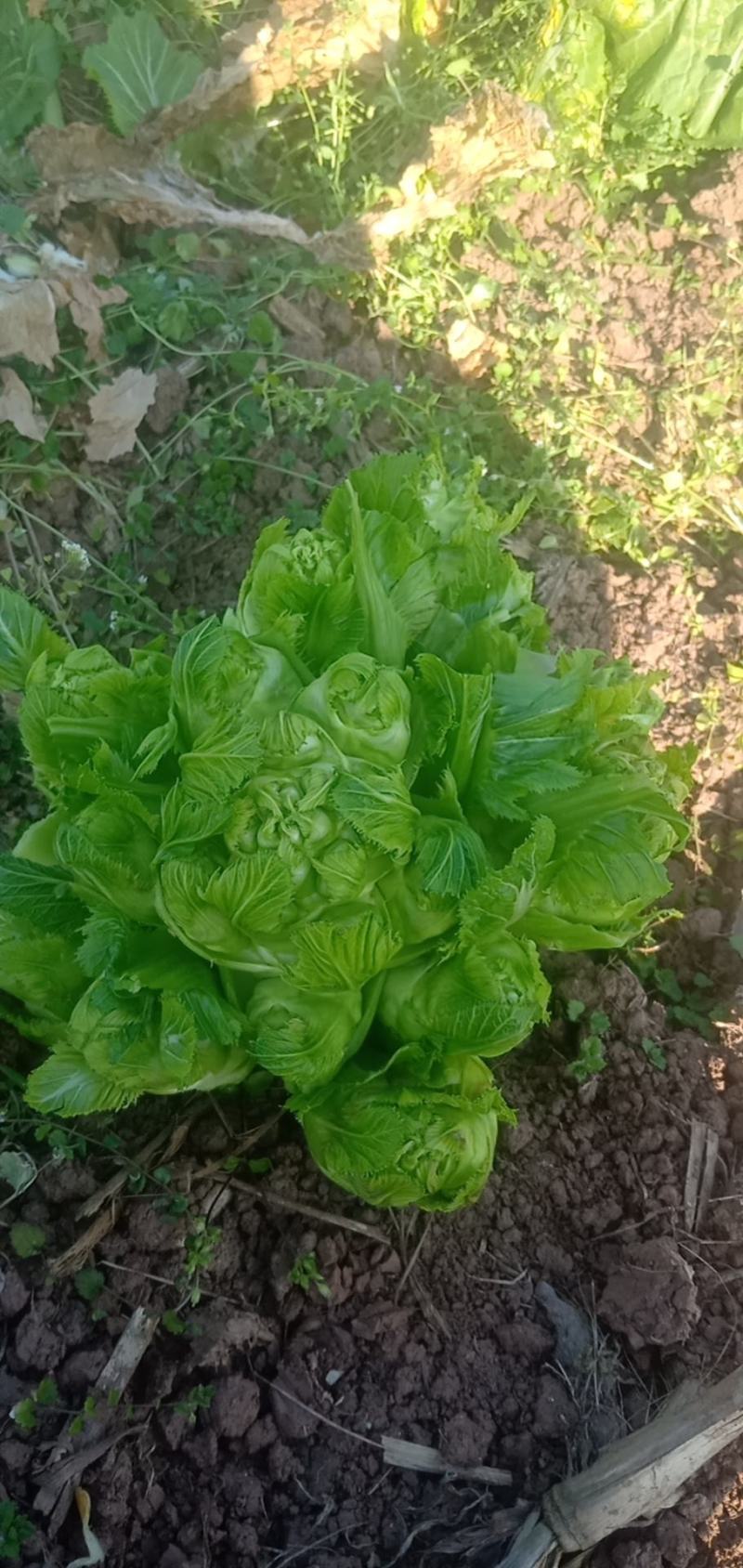 头刀儿菜基地40亩直供