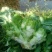 头刀儿菜基地40亩直供
