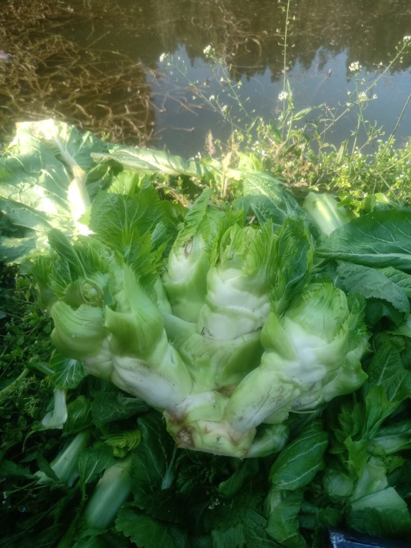 头刀儿菜基地40亩直供