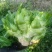 头刀儿菜基地40亩直供