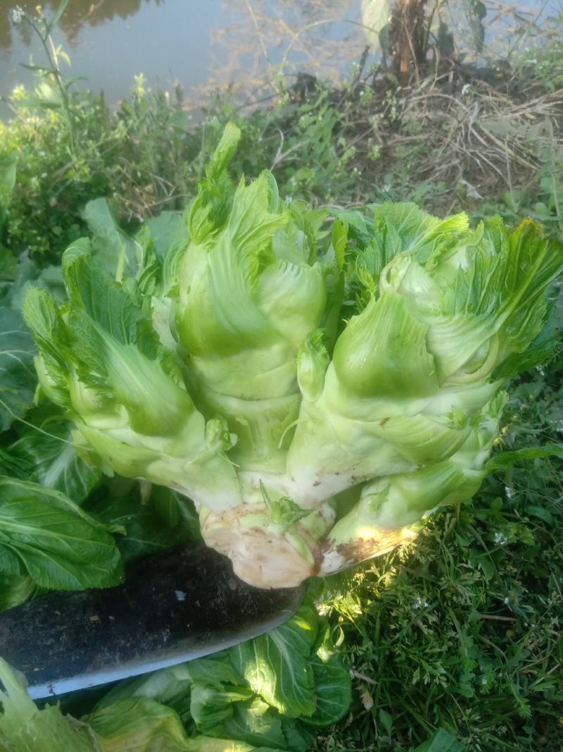 头刀儿菜基地40亩直供