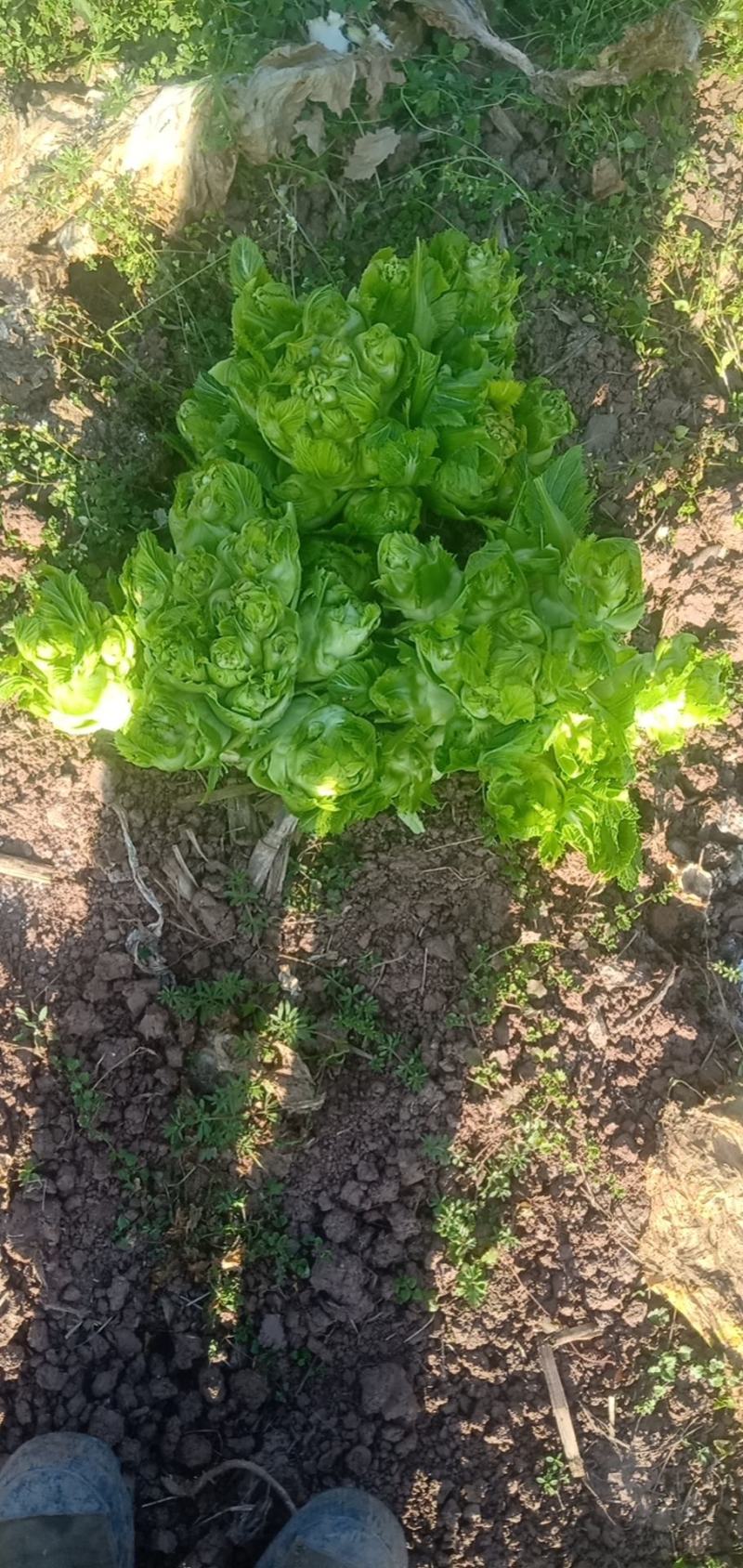 头刀儿菜基地40亩直供