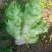 头刀儿菜基地40亩直供