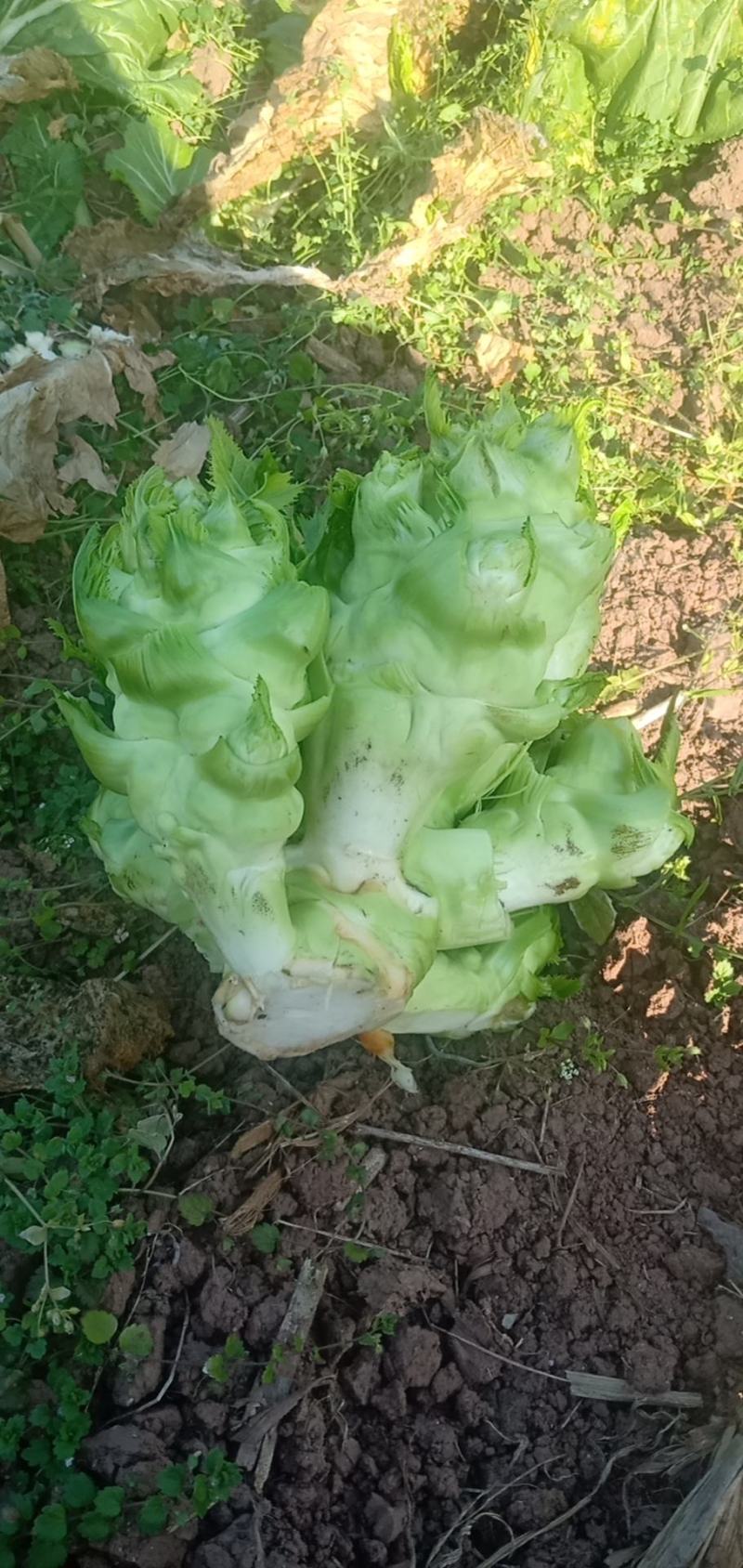 头刀儿菜基地40亩直供