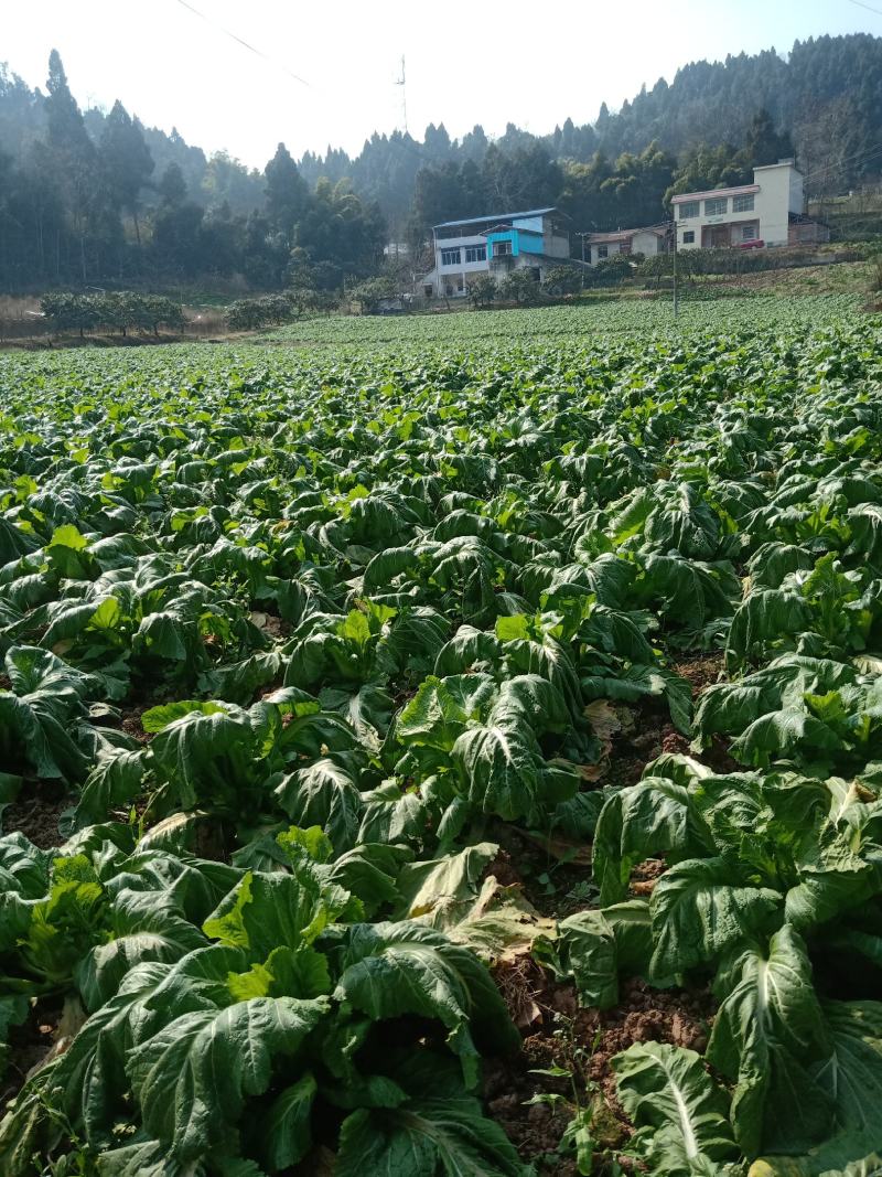 头刀儿菜基地40亩直供