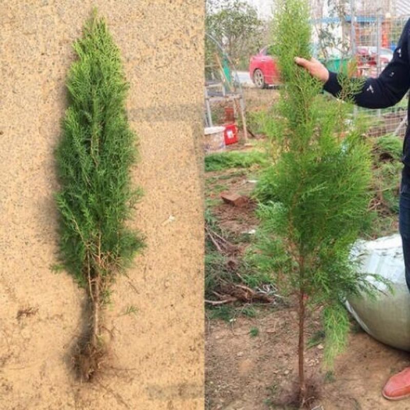 侧柏苗扁柏树苗柏树苗墓地树苗龙柏苗香柏圆柏荒山造林绿化