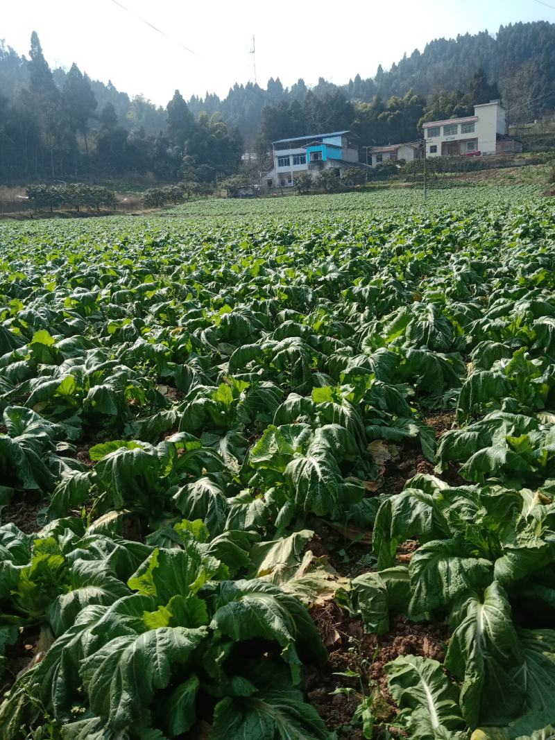 头刀儿菜40亩基地直供