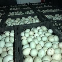 出售各种规格新鲜鸭蛋