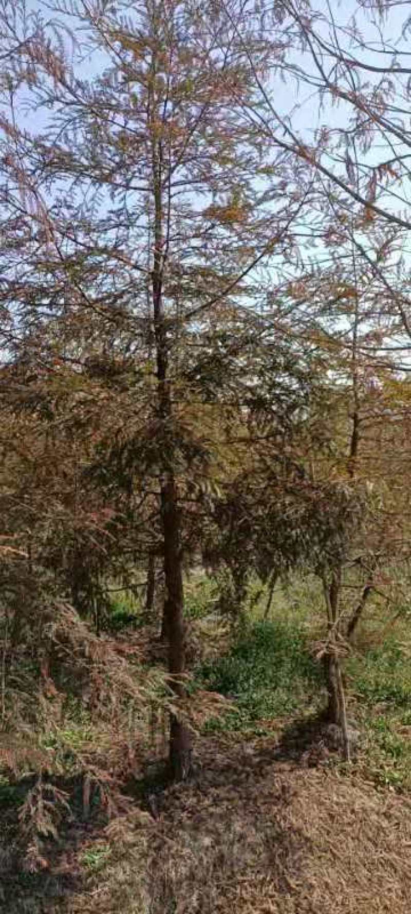 红杉哪里购买，江苏盐城红杉苗圃直销售北美红杉