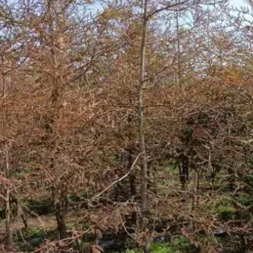 红杉哪里购买，江苏盐城红杉苗圃直销售北美红杉