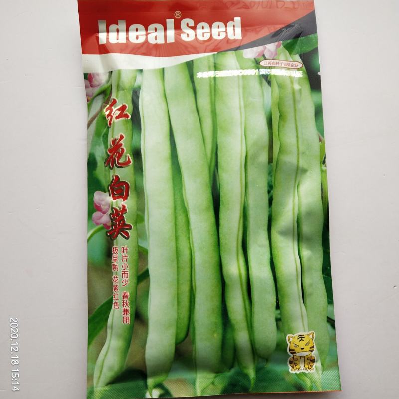 金豆芸种子小金豆种子种种子高产品种种品种