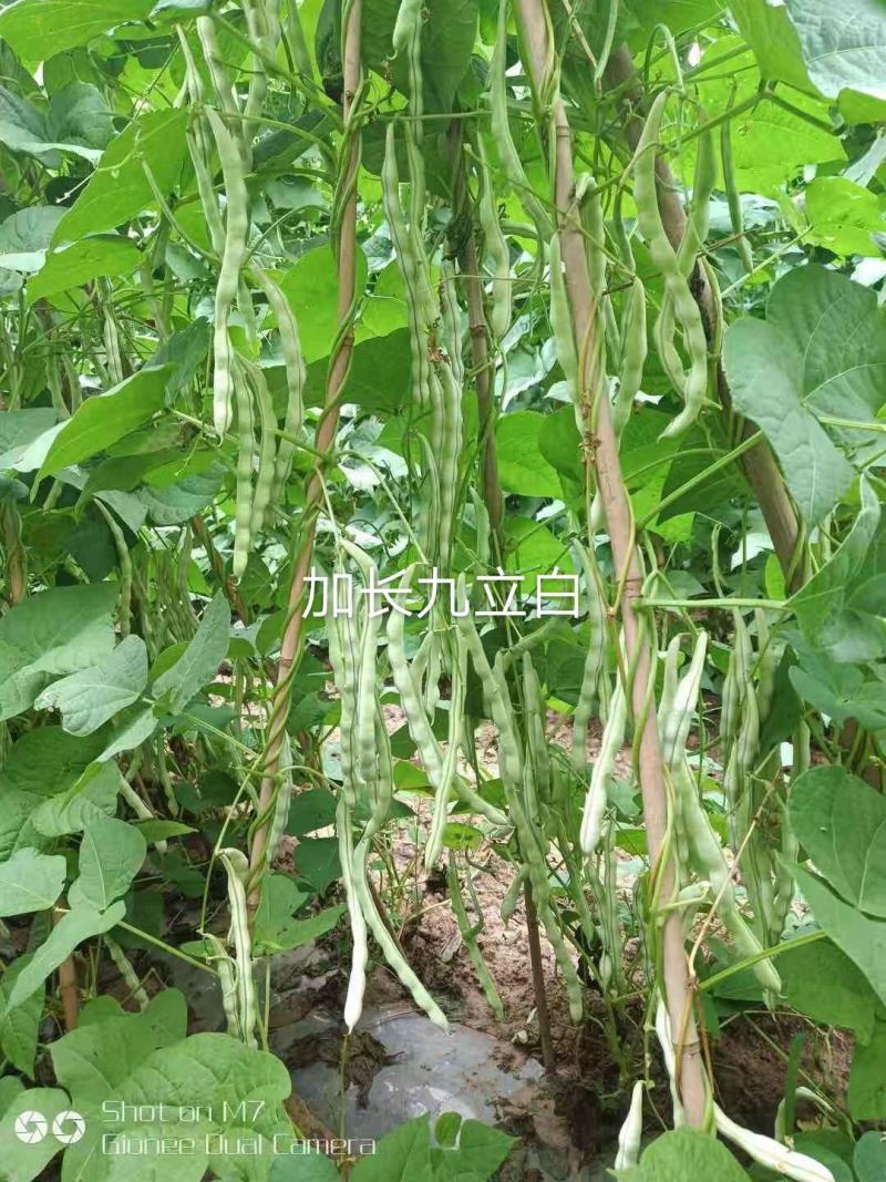 金豆芸种子小金豆种子种种子高产品种种品种