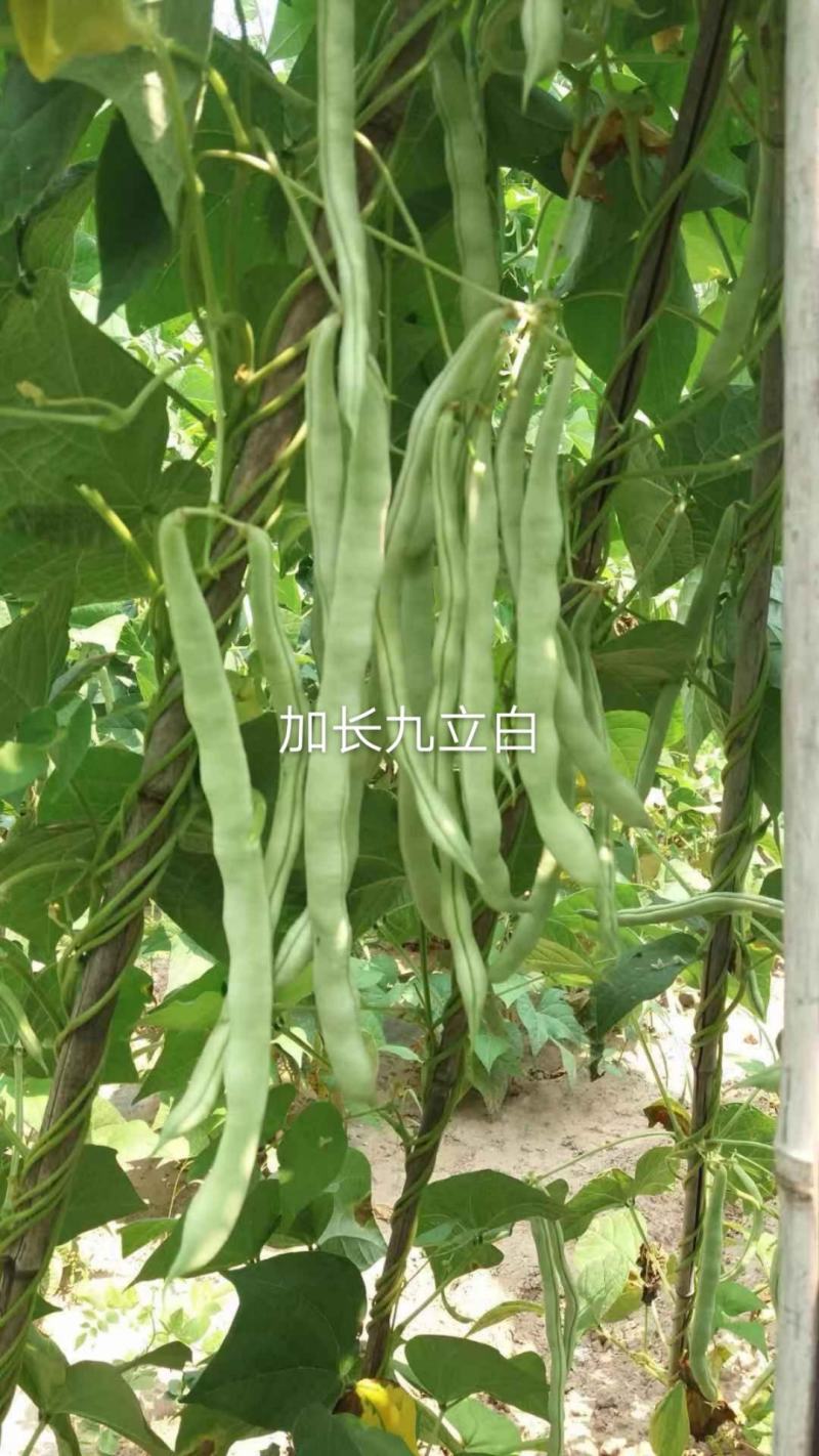 金豆芸种子小金豆种子种种子高产品种种品种