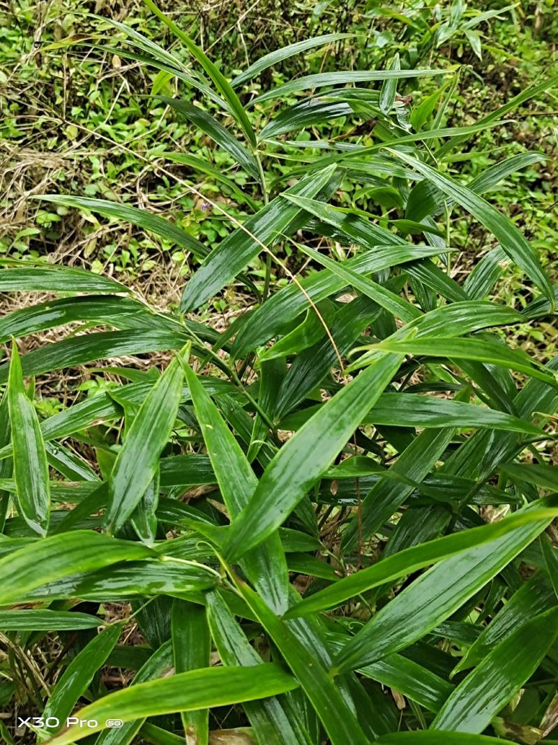 地苦胆种苗，一手货源，种球有小鸽子蛋大小，