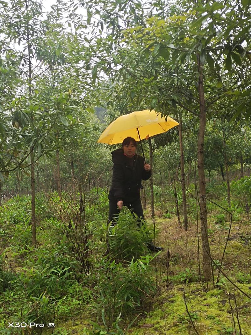 地苦胆种苗，一手货源，种球有小鸽子蛋大小，