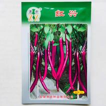 紫红长茄种子早熟果皮紫色连续座果能力强抗病性好品种种子