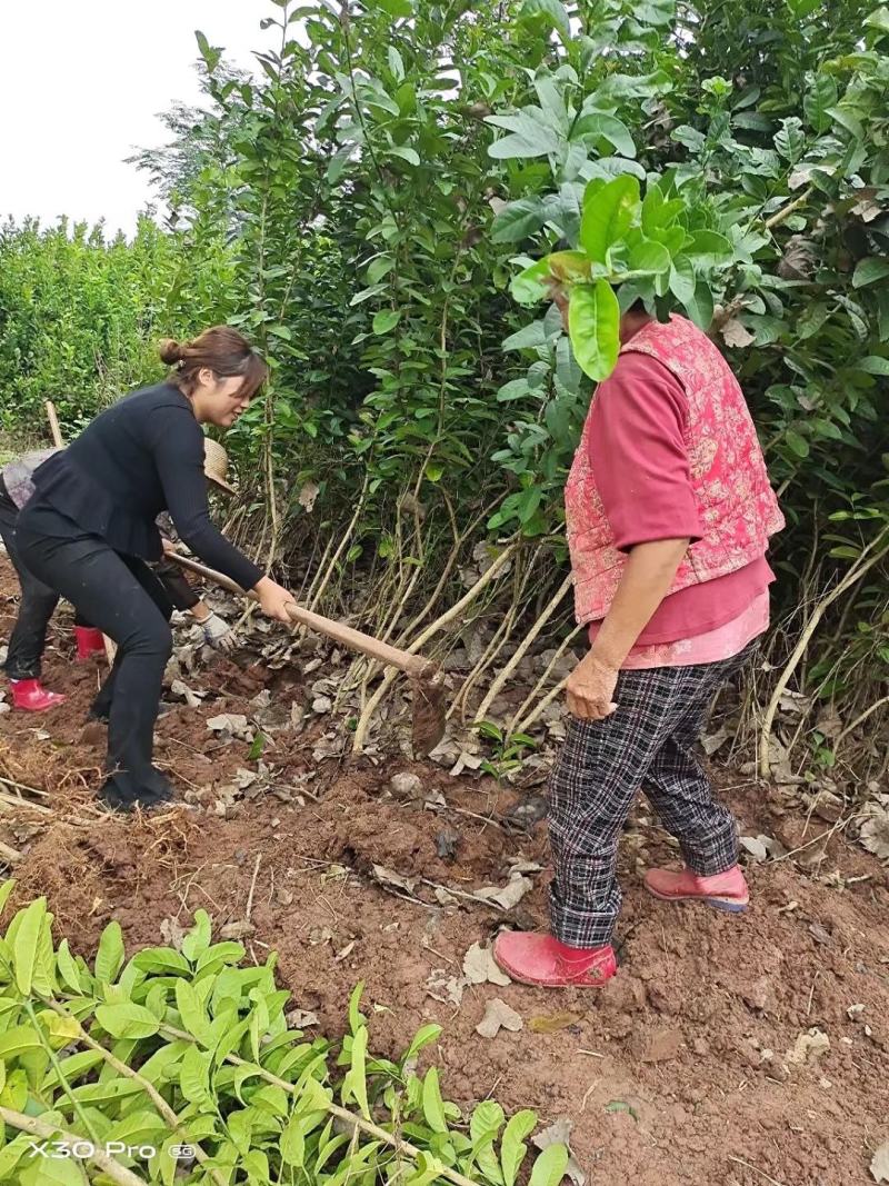 带土球嫁接川佛手苗，1公分以上，包存活，大量有货