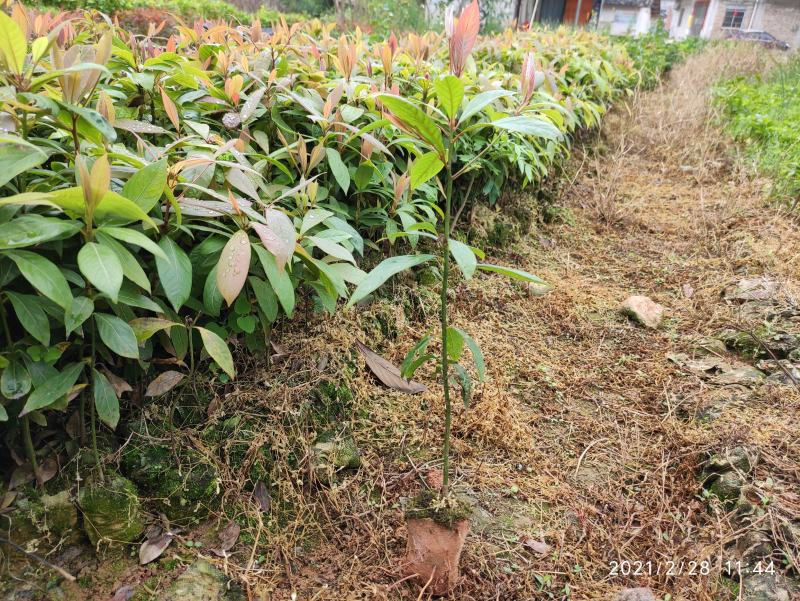 金丝楠树苗小叶桢楠苗金丝楠木苗根好带土带叶发货易成活